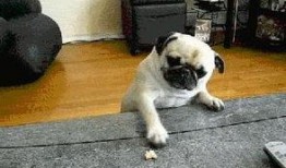 策划巴哥爆料视频大全集,揭秘幕后故事与精彩瞬间